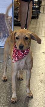 Avery -  Dachshund and Chihuahua Dog for Adoption in Schertz, Texas - Avery | PetCurious