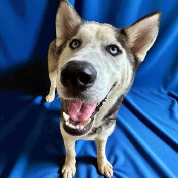 Rescue Husky and Mixed Breed Dogs for Adoption in Morton Grove, Illinois - Slim Shady | PetCurious