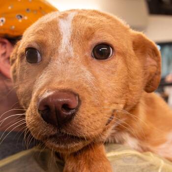 Mixed Breed Dogs Available for Adoption in Kennebunk, Maine - Ed *Avail By Appt* | PetCurious