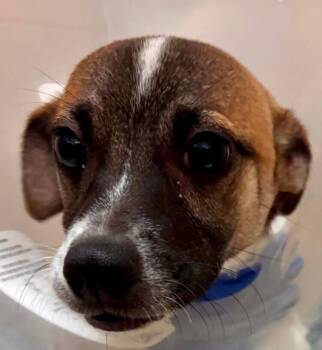 Noodle -  Chihuahua and Rat Terrier Dog for Adoption in Dallas, Texas - Noodle | PetCurious