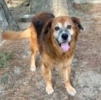 Bertha -  German Shepherd Dog Dog for Adoption - Bertha | PetCurious