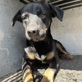 Alfred -  Shepherd Dog Available for Adoption in Edinburg, Texas - Alfred | PetCurious