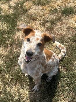 Jolene -  Australian Cattle Dog Blue Heeler and Beagle Dog for Adoption in Siloam Springs, Arkansas - Jolene | PetCurious