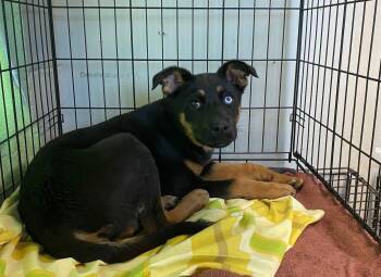 Rottweiler and Miniature Pinscher Dogs Available for Adoption - Miley | PetCurious