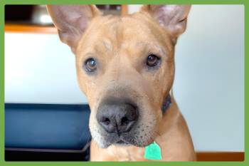 Brandy -  Pit Bull Terrier Dog for Adoption in Amherst, Massachusetts - Brandy | PetCurious