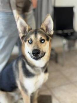 Buck -  German Shepherd Dog Dog Available for Adoption in Yakima, Washington - Buck | PetCurious