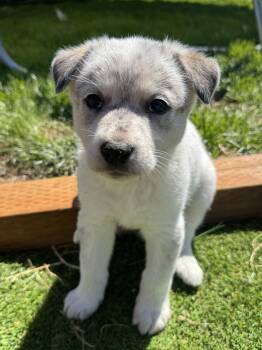 Cattle Dog Dogs Available for Adoption in Salt Lake City, Utah - Fenix | PetCurious