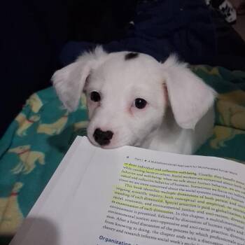 Poodle and Chihuahua Dogs Available for Adoption - Snickerdoodle | PetCurious