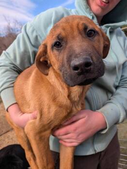 Boxer Dogs Available for Adoption - Batman | PetCurious