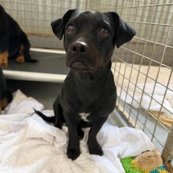 Mixed Breed Dogs Available for Adoption in Moab, Utah - Singha | PetCurious