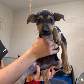 Dan -  Mixed Breed Dog for Adoption in Englewood, Florida - Dan | PetCurious