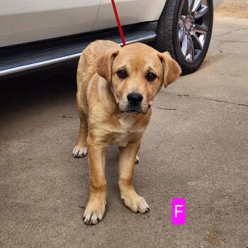 Golden Retriever and Great Pyrenees Dogs Available for Adoption - D Pup 4 | PetCurious