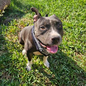 Rescue American Staffordshire Terrier Dogs for Adoption in Richmond, Texas - BUSTER | PetCurious