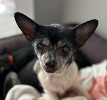Rescue Chihuahua Dogs for Adoption in Cumming, Georgia - Fancy | PetCurious