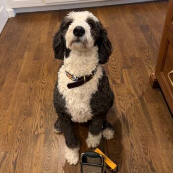 Moots -  Sheep Dog and Poodle Dog for Adoption in Olathe, Kansas - Moots | PetCurious
