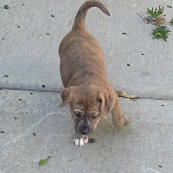 Stevie -  Mixed Breed Dog for Adoption in Olathe, Kansas - Stevie | PetCurious