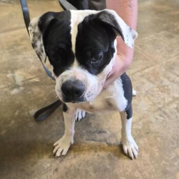 Jaz -  Mixed Breed Dog for Adoption in Corinth, Mississippi - Jaz | PetCurious