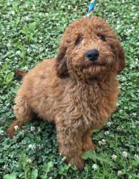 Barry -  Golden Retriever and Standard Poodle Dog for Adoption in Malvern, Pennsylvania - Barry | PetCurious