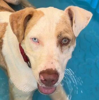 Bingo -  Hound and Terrier Dog for Adoption in Bloomfield, Connecticut - Bingo | PetCurious