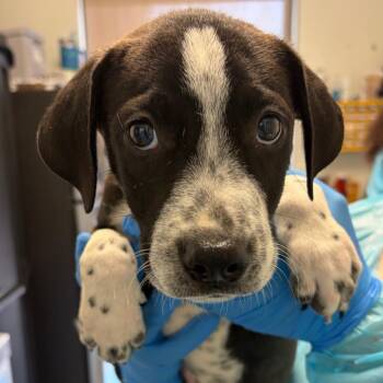 Ares -  Cattle Dog and Hound Dog for Adoption in Nashville, Tennessee - Ares | PetCurious