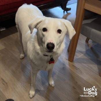 Great Pyrenees Dogs Available for Adoption in Washington, District Of Columbia - Sparrow | PetCurious