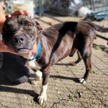 Rescue American Bully Dogs for Adoption in Orangeburg, South Carolina - Benji | PetCurious