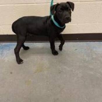 Mixed Breed Dogs Available for Adoption in Memphis, Tennessee - Darlin | PetCurious