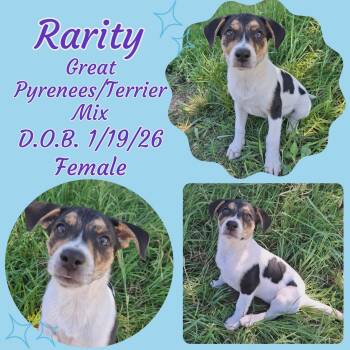 Great Pyrenees and Terrier Dogs Available for Adoption in Caldwell, Texas - Rarity | PetCurious