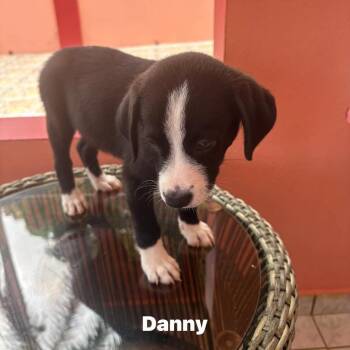 Danny -  Labrador Retriever Dog for Adoption in Rincón, Rincón - Danny | PetCurious