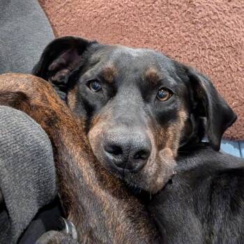 Hound Dogs Available for Adoption - Noelle | PetCurious
