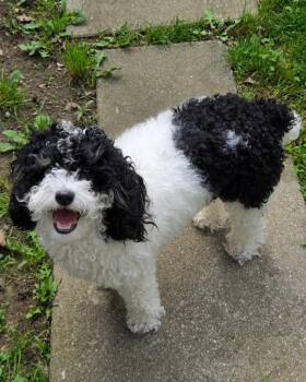Mia -  Poodle and Bichon Frise Dog for Adoption - Mia | PetCurious