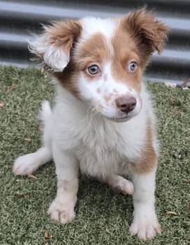 Ginny -  Border Collie and Australian Shepherd Dog for Adoption in Apache Junction, Arizona - Ginny | PetCurious