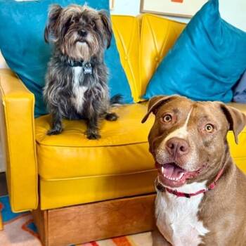 Beso Kissy Kissy Sweetheart -  Pit Bull Terrier and Labrador Retriever Dog for Adoption in Friendswood, Texas - Beso Kissy Kissy Sweetheart | PetCurious