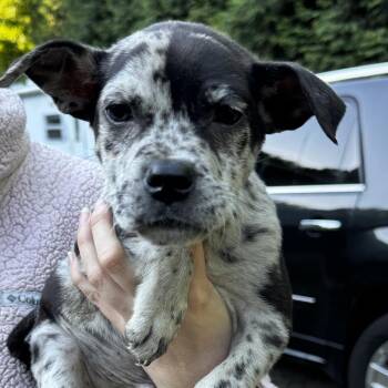NY Nutty Buddy Avail Jun 13 (Choice Pet Carmel) -  Australian Shepherd and Labrador Retriever Dog for Adoption in Eastford, Connecticut - NY Nutty Buddy Avail Jun 13 (Choice Pet Carmel) | PetCurious