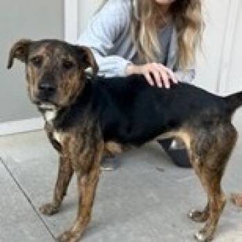 Rescue Mixed Breed Dogs for Adoption in Dover, New Hampshire - Hunter *Available After 11/25* | PetCurious