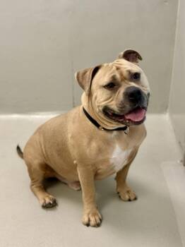 Harley Davidson -  Staffordshire Bull Terrier Dog for Adoption in Winnipeg, Manitoba - Harley Davidson | PetCurious