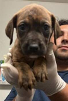 Silk - LONGTIME RESIDENT -  Pit Bull Terrier Dog for Adoption in Thousand Oaks, California - Silk - LONGTIME RESIDENT | PetCurious
