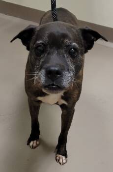 Rescue Boxer and Labrador Retriever Dogs for Adoption in Christiansburg, Virginia - Leia | PetCurious