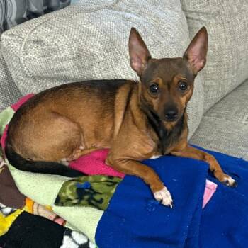 Rescue Chihuahua Dogs for Adoption in Rochester, Minnesota - Maple | PetCurious