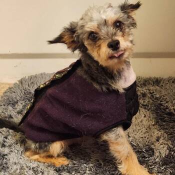 TERI -  Yorkshire Terrier Dog for Adoption in Marana, Arizona - TERI | PetCurious