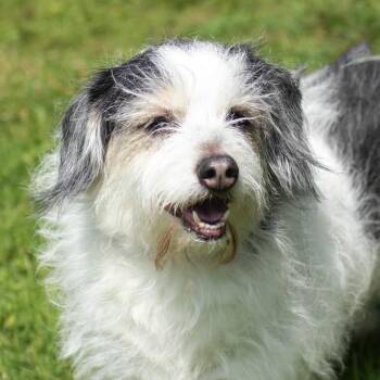 Nikki -  Mixed Breed Dog for Adoption in Middletown, Rhode Island - Nikki | PetCurious