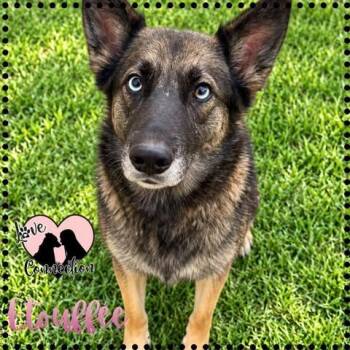 Etouffee -  Shepherd and Husky Dog for Adoption in Gilbert, Arizona - Etouffee | PetCurious