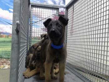 A552231 -  Belgian Shepherd Malinois and Mixed Breed Dog for Adoption in Moreno Valley, California - A552231 | PetCurious