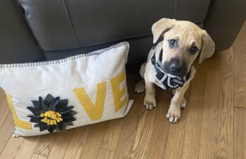 Peter -  Shepherd and Hound Dog for Adoption in Doylestown, Pennsylvania - Peter | PetCurious