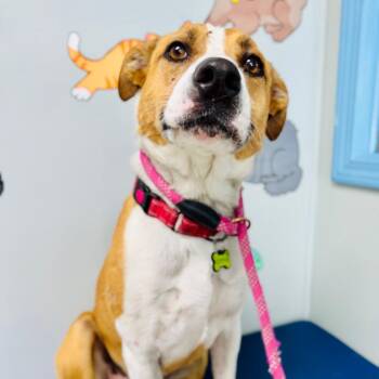 Emma -  Terrier Dog for Adoption in Lebanon, Missouri - Emma | PetCurious