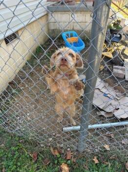 Rescue Fox Terrier and Mixed Breed Dogs for Adoption in Gastonia, North Carolina - 59729929 | PetCurious