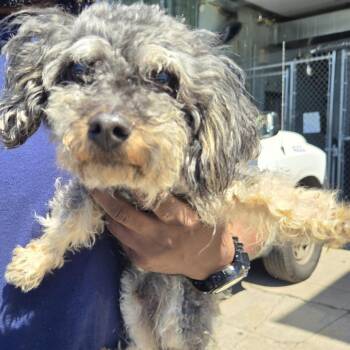 Mixed Breed Dogs Available for Adoption in Newark, New Jersey - Jeremy | PetCurious