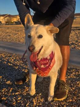 Husky Dogs Available for Adoption - Zena | PetCurious