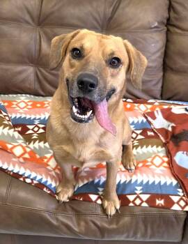 Beagle and Labrador Retriever Dogs Available for Adoption in Mount Gilead, Ohio - Dasher | PetCurious