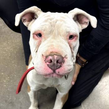 Shar Pei and Pit Bull Terrier Dogs Available for Adoption in Midland, Texas - Alani | PetCurious